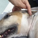 가능동물병원 이미지