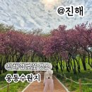 커플데이트 진해 웅동수원지 겹벚꽃 실시간 후기