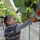 딸기어린이집_경계 | (인천)딸기의 하루 체험 후기｜27개월 유아랑 가능? (+2월 예약오픈)