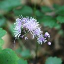 국골민박 이미지