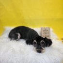 멍멍친구 애견샵 | &lt;안녕,멍멍&gt; 충주애견미용 후기 – 강아지와 주인 모두 만족하는 곳!