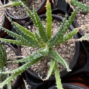 알로하이 이미지