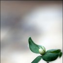 들꽃세상 이미지