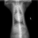 Tricuspid valvular dysplasia(TVD), F9, 9m, Munchkin 이미지