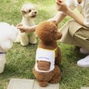 아꼬떼 인사이트