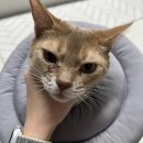 24시띵동펫택시 | 펫택시 강아지 택시 24시 고양이 동물 병원 방문