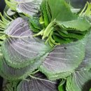 삼겹파티 이미지