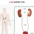 방광염 증상 및 원인과 자연치료 치료(약국 약) 소변에 피(혈뇨) : 여자(여성) 남자 이미지