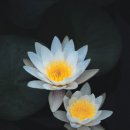 삼일사 이미지