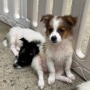 댕글하개 이미지