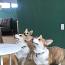 코기절미 이미지