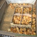 자연부화장 이미지