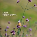 나비야 이미지