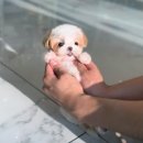 Pet.J 이미지