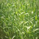 우리밀밭 이미지