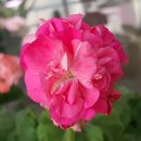 일표농장 | 스트로베리 미즈아로 제라늄 키우기 꽃 예쁜제라늄농장 표