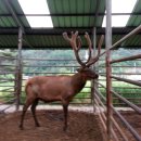 현대사슴농장 이미지