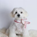 블레스펫 살롱 이미지