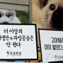 대전애견경매장 이미지