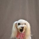 코코 펫 미용 이미지