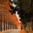 부귀 메타세쿼이아길 이미지