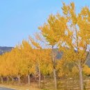 은행나무길 이미지