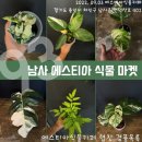 식물마켓