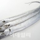 동해-단속-11 이미지