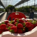 꽃초롱자연학습장 | 파주 일산 딸기체험 무농약 성연딸기농장2 후기