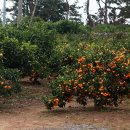 감귤게스트하우스 이미지