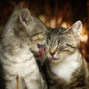 이층집고양이 이미지