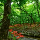 숲속정원 이미지