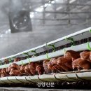 개정 닭 오리 경향신문