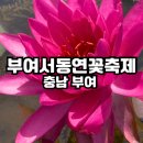 레미엣나 (주) 연꽃향기 | 부여서동연꽃축제 기본 정보 축제 전 아이와 궁남지 방문 후기