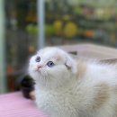 야옹아 멍멍해봐 이미지