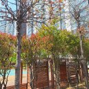 테니스장 파고라 주변 전지작업 입니다. 이미지