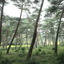소나무상점 경향신문