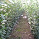 아원농장 이미지