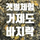 도장포어촌체험휴양마을 | 거제도 7살 갯벌체험 바지락천국 [쌍근어촌마을]