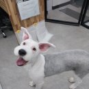 왕왕애견샵 이미지