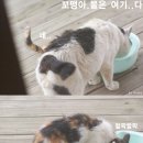 '5대5 가르마'탄 길고양이 '대오아저씨' (디씨냥갤 인기 고양이~~) 이미지