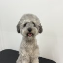 멍발소 하우스 이미지