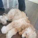 카페 마리 이미지