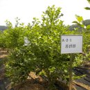 지혜동 농장 Daum카페