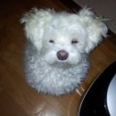 일상쭈꾸미낙지 이미지