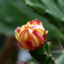 꽃봉우리 이미지