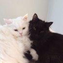 꽁냥꽁냥 이미지