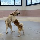 퍼피파파 이미지