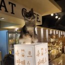 카페 커피캣 | 울산 성남동 고양이카페 추천 루이캣 방문후기 실내데이트 이색카페