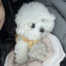 은파유치원 | 군산 당일치기 여행 (지린성 , 은파호수공원) 군산 애견동반